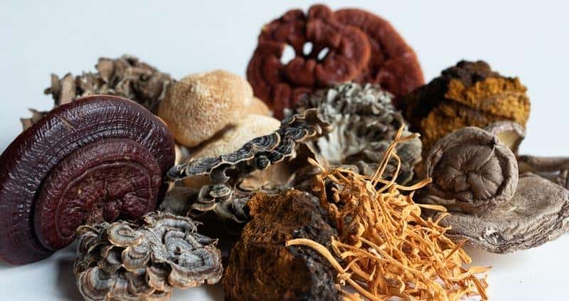 Medicinal Mushrooms - Prana Wholefoods