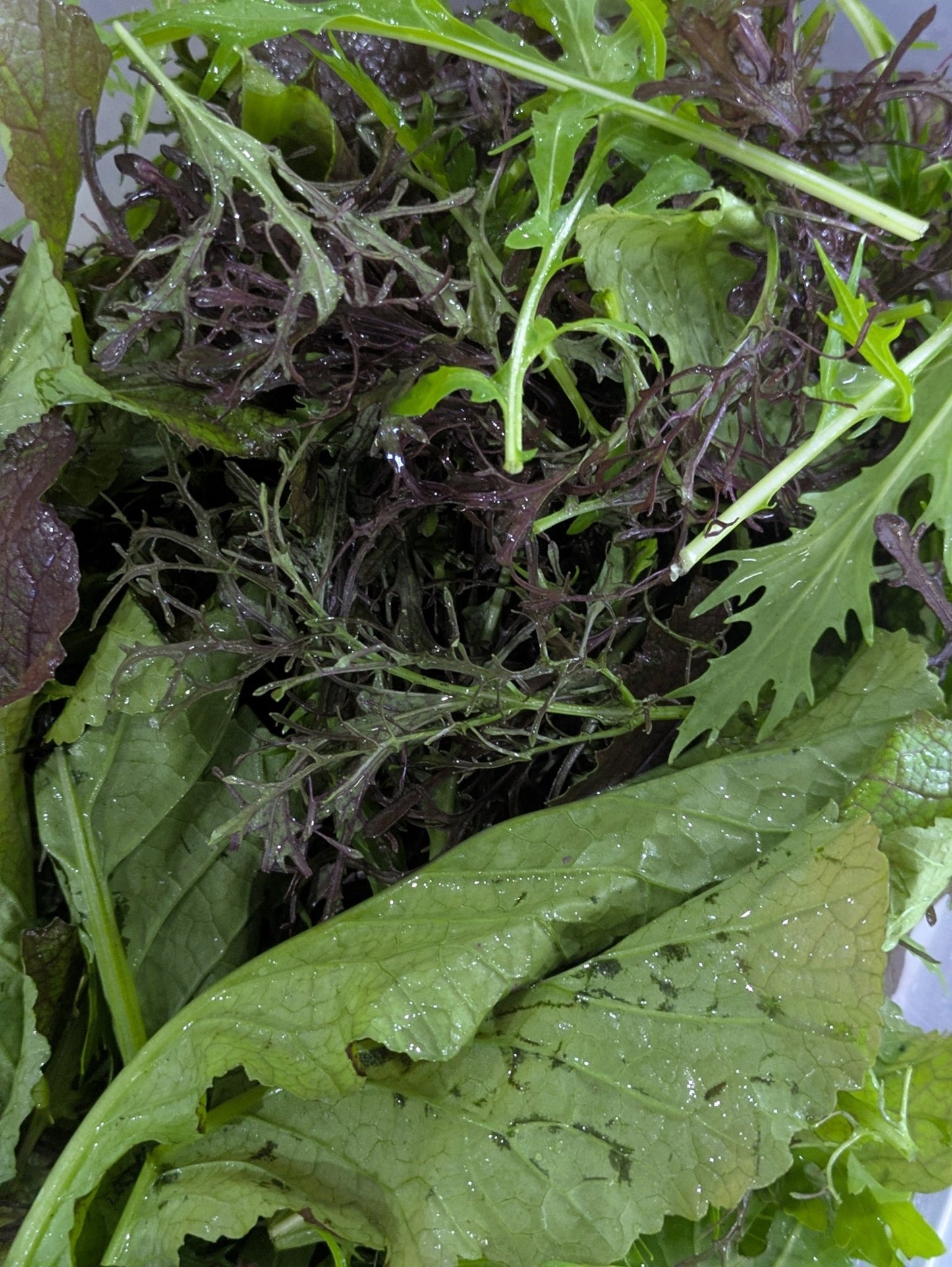 Quacks Farm Salad Mix (Organically Grown) - #shop_name - Quacks Farm