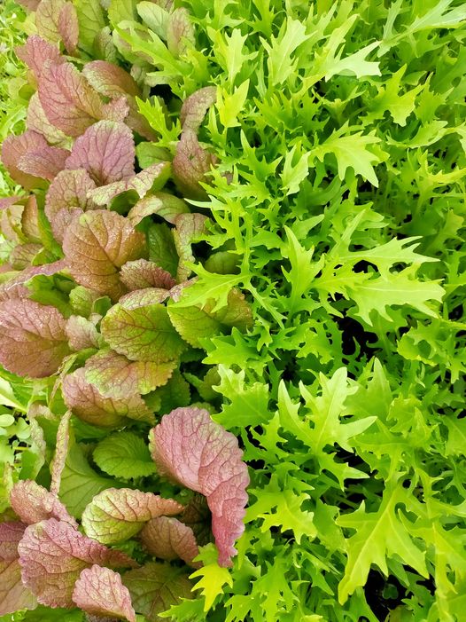 Qwacks Farm mixed lettuce 250g bag - #shop_name - salad - qwacks farm