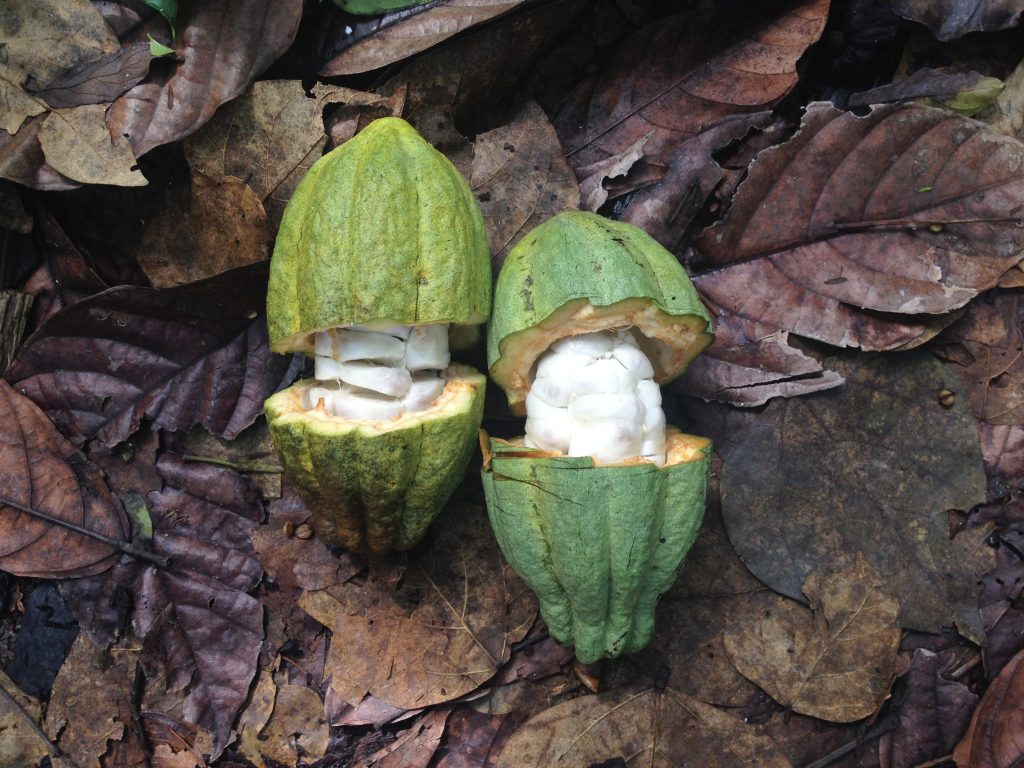Organic Raw Cacao - #shop_name - Cacao - -Evolve cacao